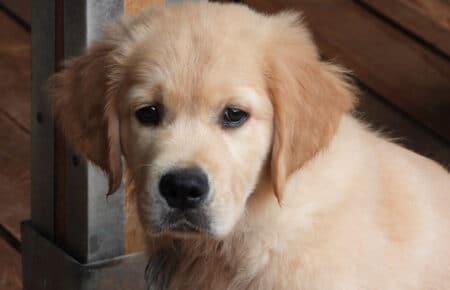 IVANKA CUCCIOLI DI GOLDEN RETRIEVER SAN NICOLO 9488