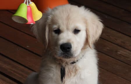 IVANKA CUCCIOLI DI GOLDEN RETRIEVER SAN NICOLO 9489