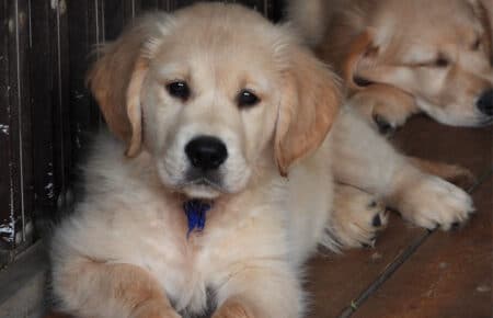 IVANKA CUCCIOLI DI GOLDEN RETRIEVER SAN NICOLO 9492