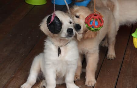 IVANKA CUCCIOLI DI GOLDEN RETRIEVER SAN NICOLO 9496
