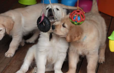 IVANKA CUCCIOLI DI GOLDEN RETRIEVER SAN NICOLO 9497
