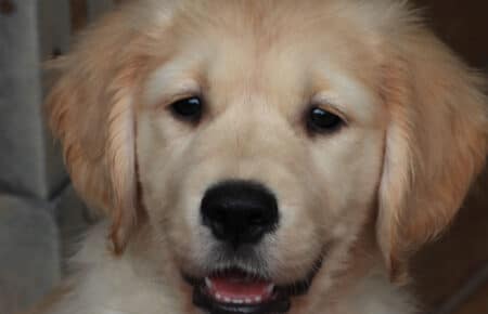 IVANKA CUCCIOLI DI GOLDEN RETRIEVER SAN NICOLO 9499
