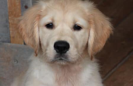 IVANKA CUCCIOLI DI GOLDEN RETRIEVER SAN NICOLO 9500