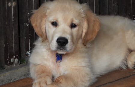 IVANKA CUCCIOLI DI GOLDEN RETRIEVER SAN NICOLO 9501