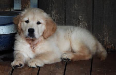 IVANKA CUCCIOLI GOLDEN RETRIEVER SAN NICOLO 9633