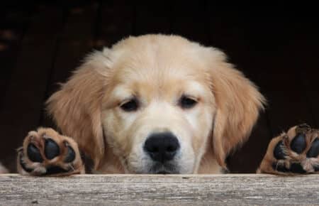 IVANKA CUCCIOLI GOLDEN RETRIEVER SAN NICOLO 9638