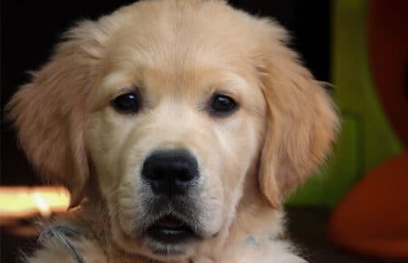 IVANKA CUCCIOLI GOLDEN RETRIEVER SAN NICOLO 9649