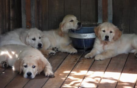 IVANKA CUCCIOLI GOLDEN RETRIEVER SAN NICOLO 9657