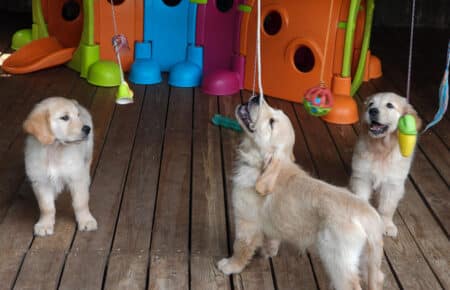 IVANKA CUCCIOLI GOLDEN RETRIEVER SAN NICOLO 9666