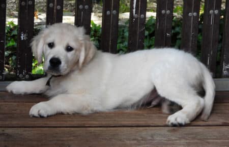 IVANKA CUCCIOLI GOLDEN RETRIEVER SAN NICOLO 9668
