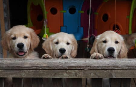 IVANKA CUCCIOLI GOLDEN RETRIEVER SAN NICOLO 9670