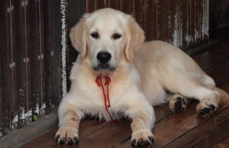 IVANKA FEMMINA GOLDEN RETRIEVER SAN NICOLO 9922