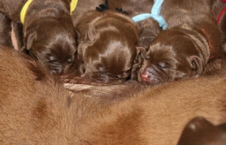 RUMBABA CUCCIOLI DI LABRADOR CHOCOLATE SAN NICOLO 7390