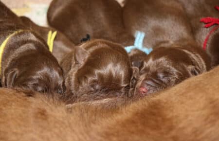 RUMBABA CUCCIOLI DI LABRADOR CHOCOLATE SAN NICOLO 7391