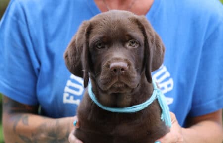 RUMBABA MASCHIO LABRADOR CHOCOLATE SAN NICOLO 8588