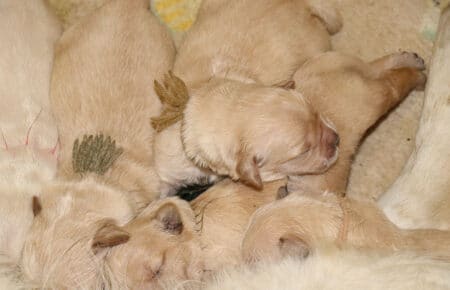 CUCCIOLI DI GOLDEN RETRIEVER SAN NICOLO 6635