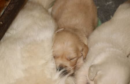 LUNA CUCCIOLI DI GOLDEN RETRIEVER SAN NICOLO 8342