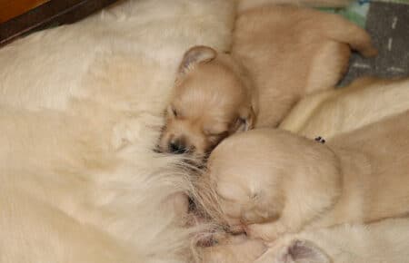 LUNA CUCCIOLI DI GOLDEN RETRIEVER SAN NICOLO 8345