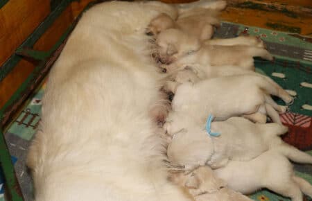 LUNA CUCCIOLI DI GOLDEN RETRIEVER SAN NICOLO 8347