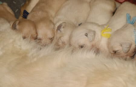 LUNA CUCCIOLI DI GOLDEN RETRIEVER SAN NICOLO 8349