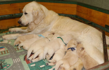LUNA CUCCIOLI DI GOLDEN RETRIEVER SAN NICOLO 8352
