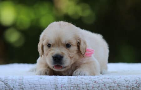 LUNA CUCCIOLI DI GOLDEN RETRIEVER SAN NICOLO 8393