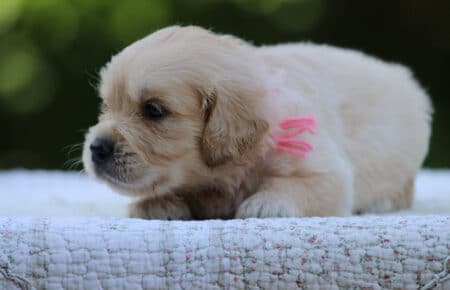 LUNA CUCCIOLI DI GOLDEN RETRIEVER SAN NICOLO 8396