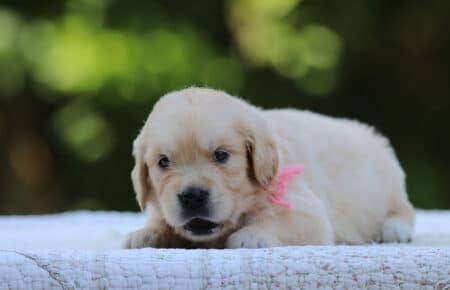 LUNA CUCCIOLI DI GOLDEN RETRIEVER SAN NICOLO 8397