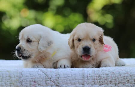 LUNA CUCCIOLI DI GOLDEN RETRIEVER SAN NICOLO 8400