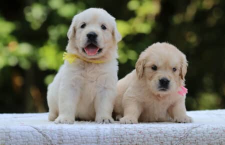 LUNA CUCCIOLI DI GOLDEN RETRIEVER SAN NICOLO 8404