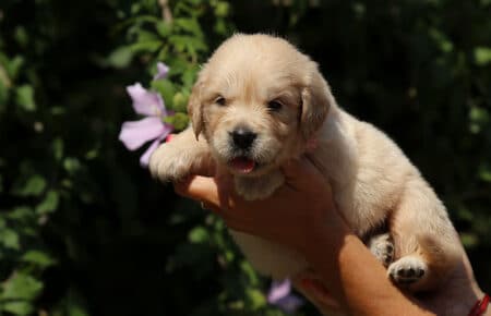 LUNA CUCCIOLI DI GOLDEN RETRIEVER SAN NICOLO 8405