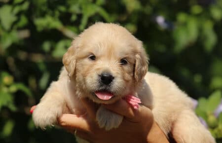 LUNA CUCCIOLI DI GOLDEN RETRIEVER SAN NICOLO 8409