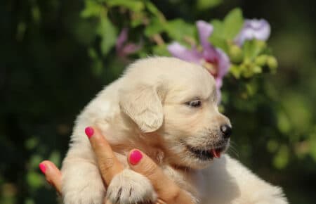 LUNA CUCCIOLI DI GOLDEN RETRIEVER SAN NICOLO 8411