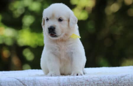LUNA CUCCIOLI DI GOLDEN RETRIEVER SAN NICOLO 8429