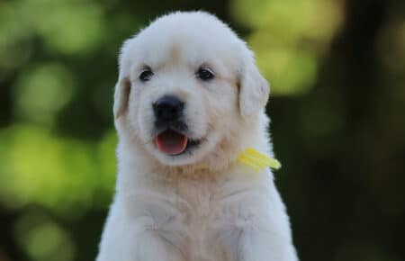 LUNA CUCCIOLI DI GOLDEN RETRIEVER SAN NICOLO 8430