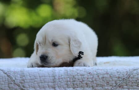 LUNA CUCCIOLI DI GOLDEN RETRIEVER SAN NICOLO 8434