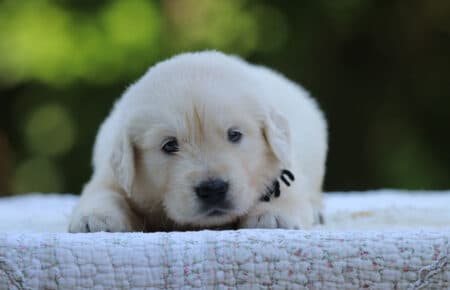 LUNA CUCCIOLI DI GOLDEN RETRIEVER SAN NICOLO 8435