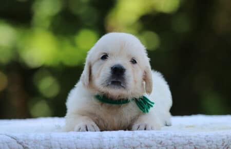 LUNA CUCCIOLI DI GOLDEN RETRIEVER SAN NICOLO 8439