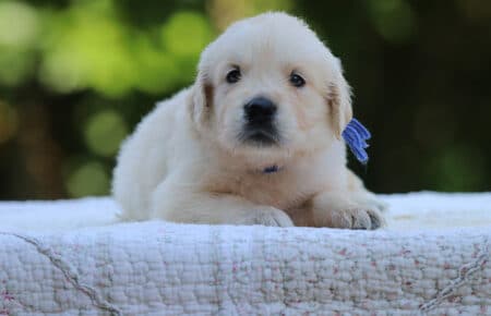 LUNA CUCCIOLI DI GOLDEN RETRIEVER SAN NICOLO 8441