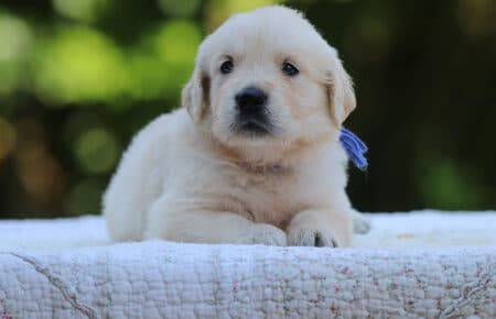 LUNA CUCCIOLI DI GOLDEN RETRIEVER SAN NICOLO 8443