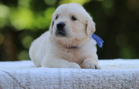 LUNA CUCCIOLI DI GOLDEN RETRIEVER SAN NICOLO 8444