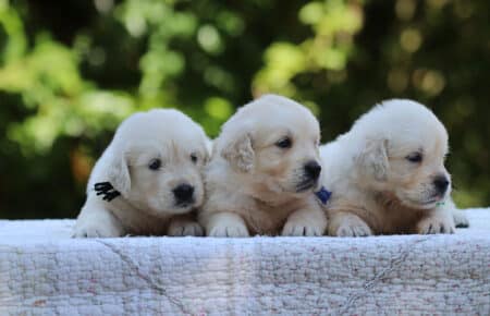 LUNA CUCCIOLI DI GOLDEN RETRIEVER SAN NICOLO 8451