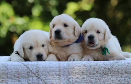 LUNA CUCCIOLI DI GOLDEN RETRIEVER SAN NICOLO 8453