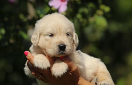 LUNA CUCCIOLI DI GOLDEN RETRIEVER SAN NICOLO 8459