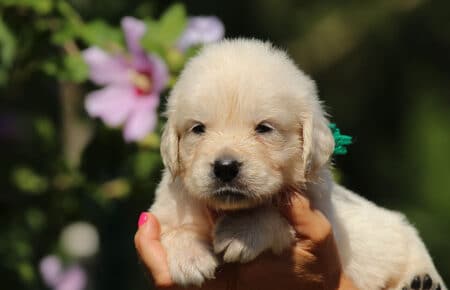 LUNA CUCCIOLI DI GOLDEN RETRIEVER SAN NICOLO 8464