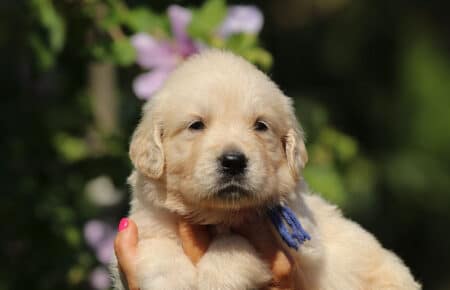 LUNA CUCCIOLI DI GOLDEN RETRIEVER SAN NICOLO 8470