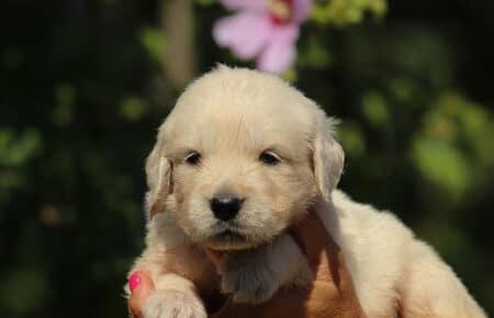 LUNA CUCCIOLI DI GOLDEN RETRIEVER SAN NICOLO 8476