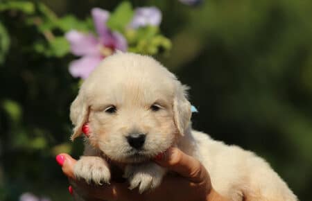 LUNA CUCCIOLI DI GOLDEN RETRIEVER SAN NICOLO 8477