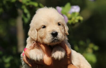 LUNA CUCCIOLI DI GOLDEN RETRIEVER SAN NICOLO 8483