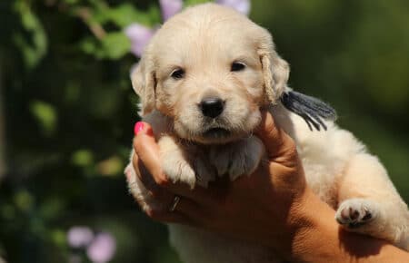 LUNA CUCCIOLI DI GOLDEN RETRIEVER SAN NICOLO 8486